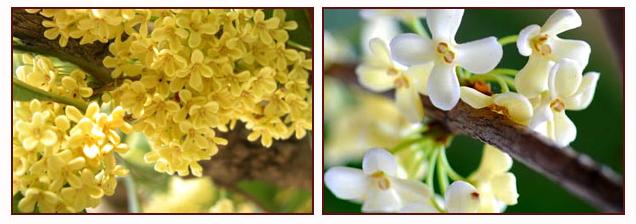 有女人味的女人给人的感觉,有女人味的女人有多厉害