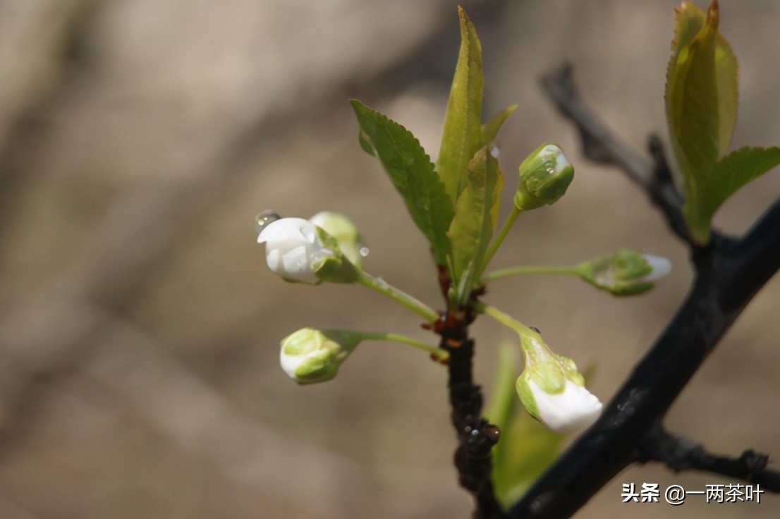 鲁西南方言杂谈-毛包毛