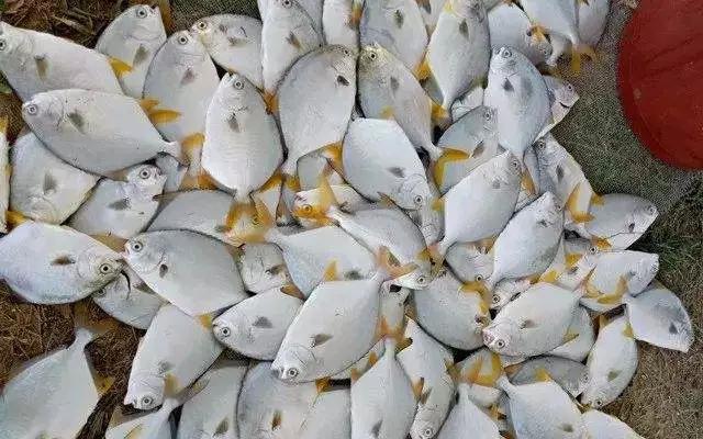 鱼虾混养什么虾比较好,鱼虾混养最新养殖技术