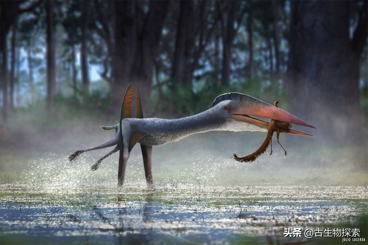 巨型翼龙视频,超大型翼龙