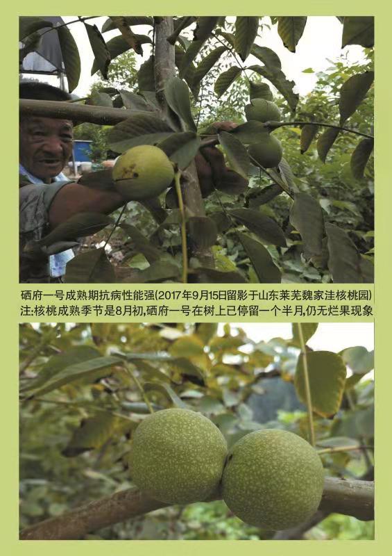 特早熟高产核桃,核桃硒府一号南方种植