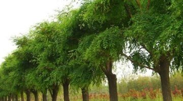 苗木的经纪人,苗木人未来发展前景怎么样