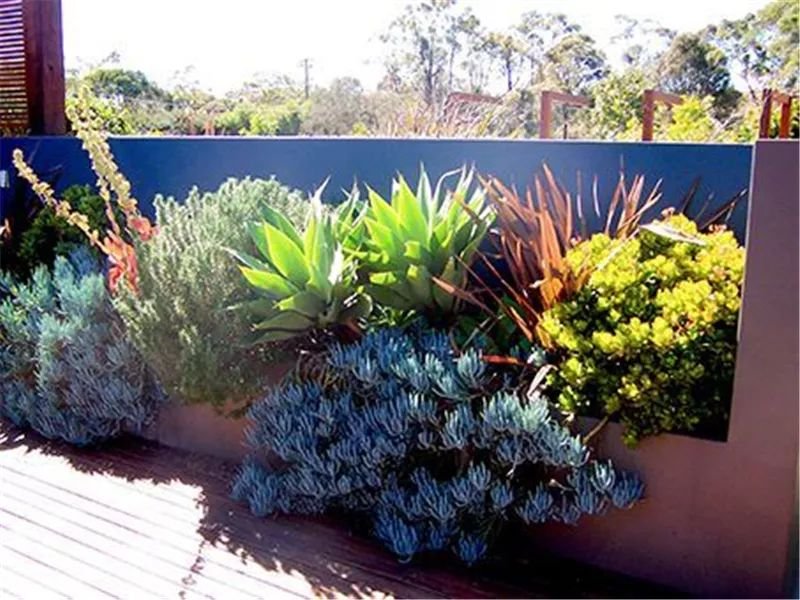 老外的多肉盆景惊艳了世界,多肉庭院美极了