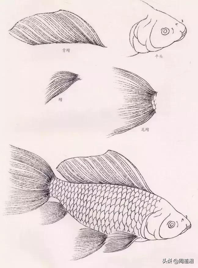 金鱼工笔画法图文教程你学会了吗,工笔画金鱼画法示范简单好学