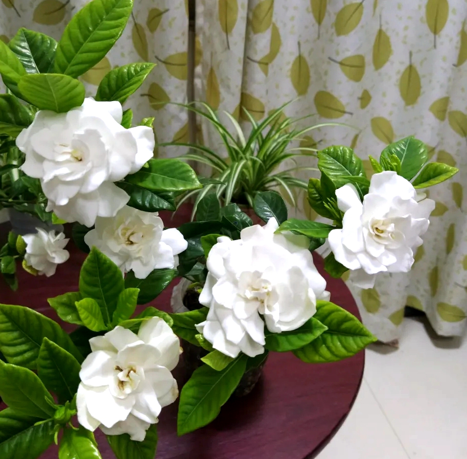 栀子花叶黄掉花苞的解决办法,栀子花黄叶和掉花苞怎么办