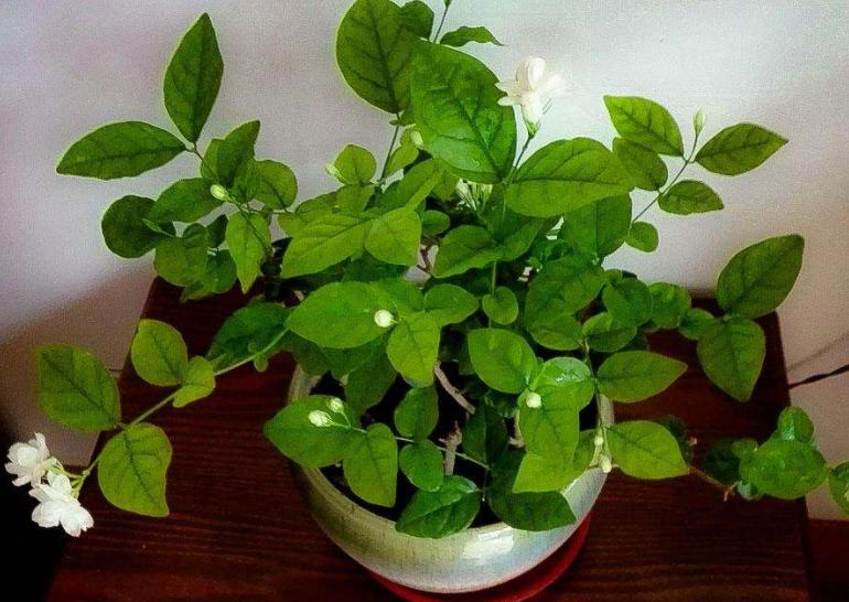 茉莉叶子发黄长蜘蛛网,盆栽茉莉有红蜘蛛怎么办