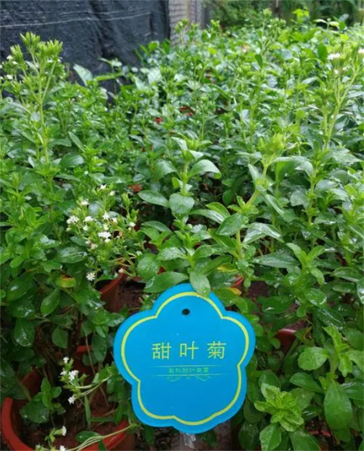 甜叶菊现在前景怎么样,甜叶菊为什么美国不能使用