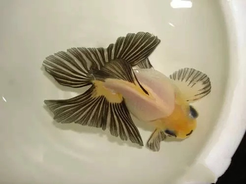 中国国粹金鱼介绍,中国国粹金鱼好养吗