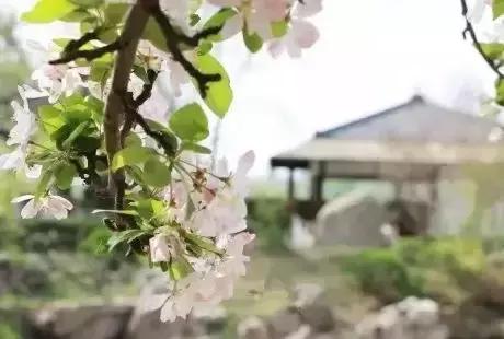 天津南开初中有春游吗,南开实验学校春游