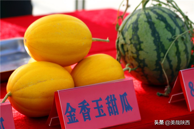 水果之乡陕西大荔,不讲理的大荔县典故