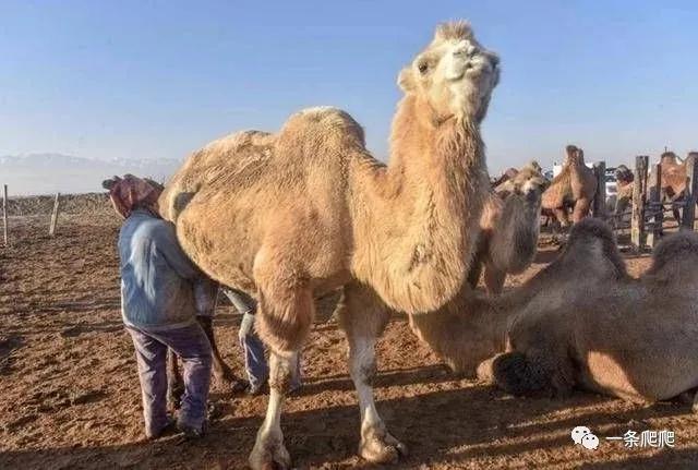 骆驼奶比羊奶好吸收,骆驼奶比牛奶好在哪里