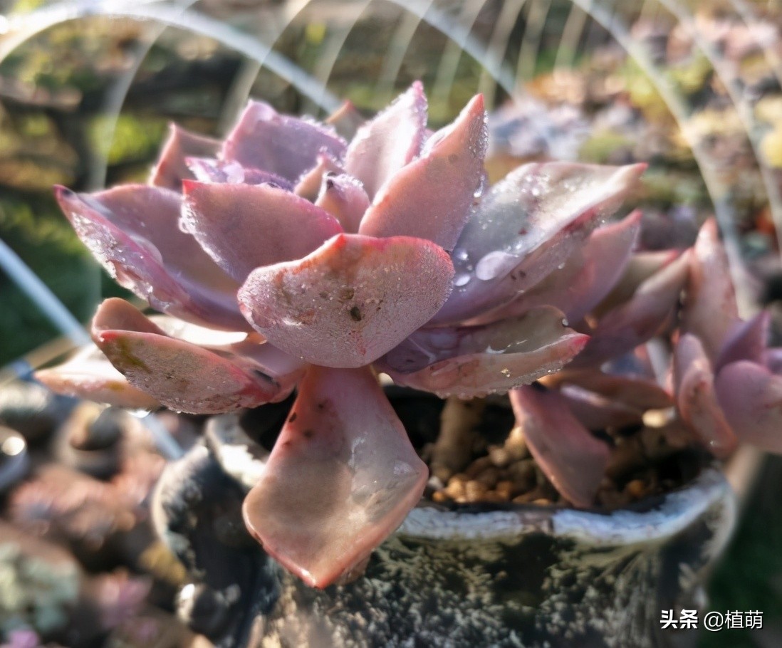 初恋老桩，曾经15元没人要，经过肉友造型后，一年后完美逆袭