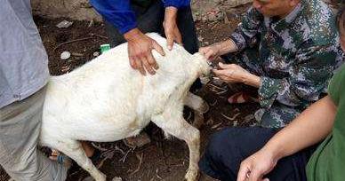 预防羊痘最有效的方法,羊痘季节