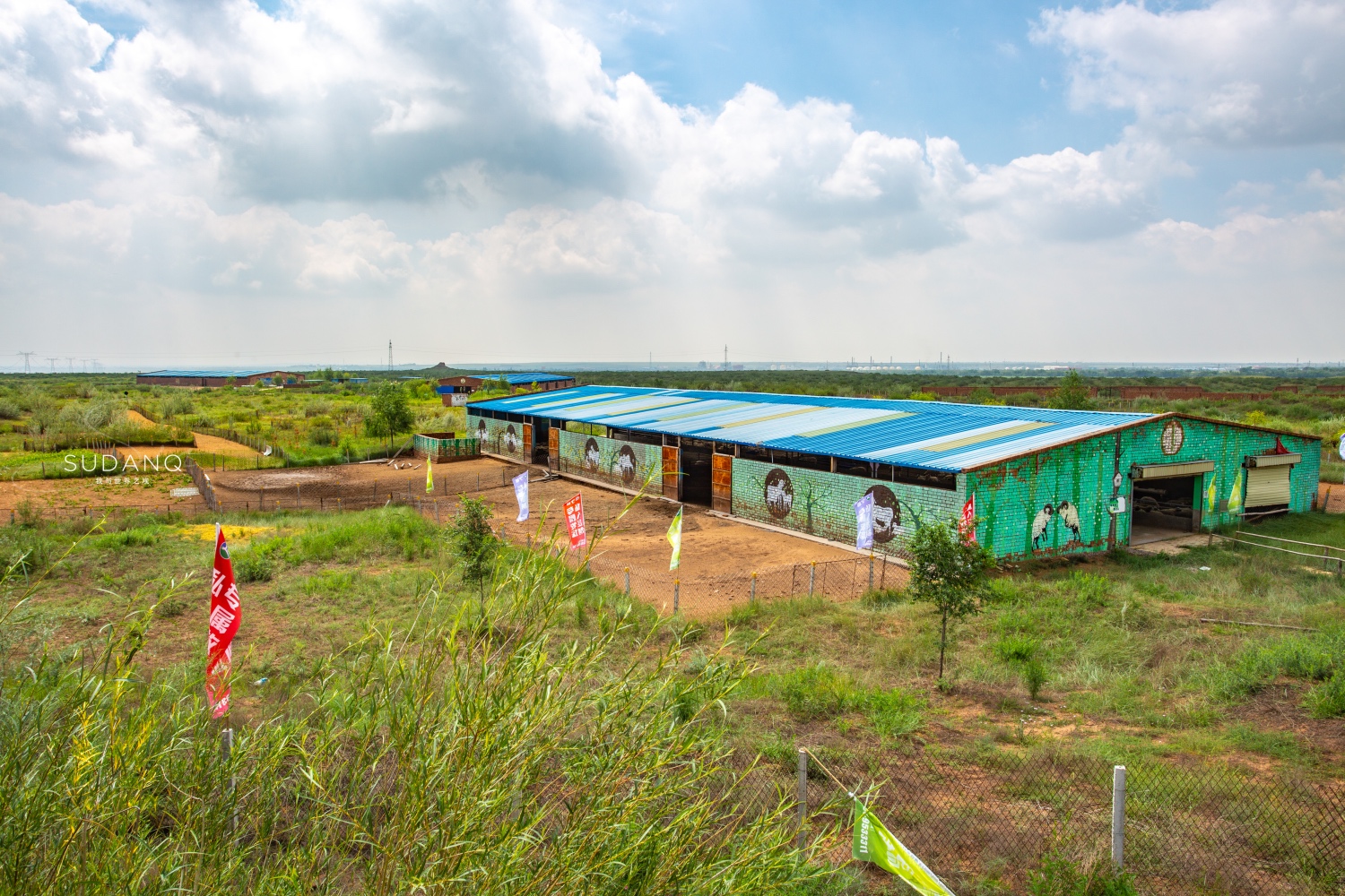 宁夏盐池滩羊肉好还是内蒙羊肉好,碰碰羊宁夏盐池羊肉