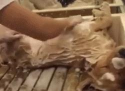 狗狗绝育vs不绝育差别还是很大的,狗狗应该绝育么