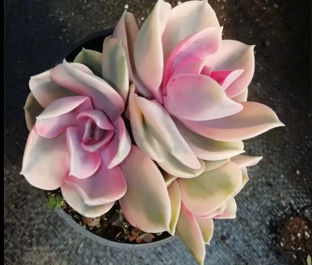 多肉养出状态来有多美?这102种多肉控养上色之后美呆了