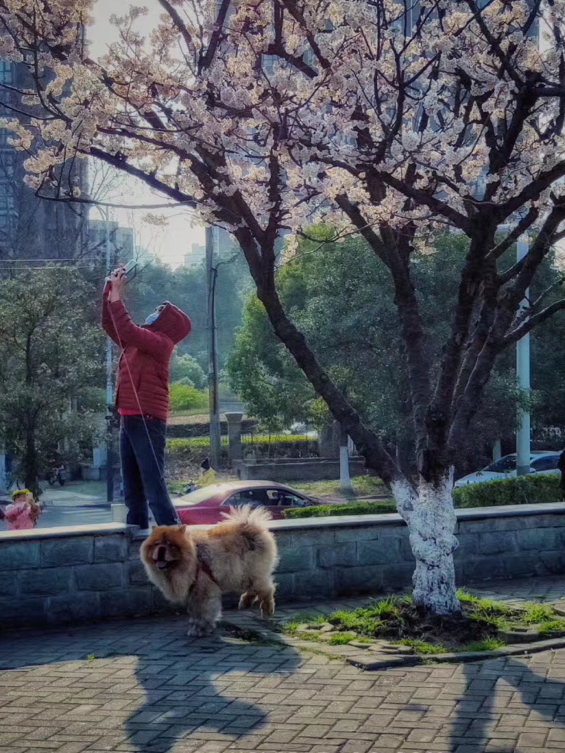 疫情樱花,樱花盛开疫情结束了