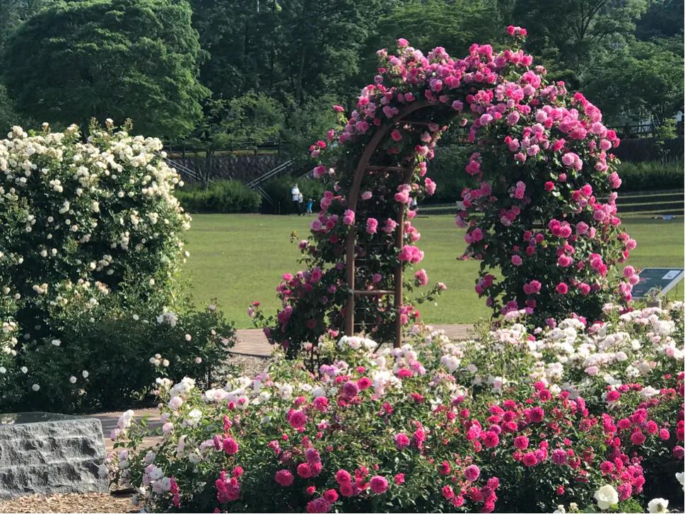 日本疫情举行聚会,日本民众疫情聚会