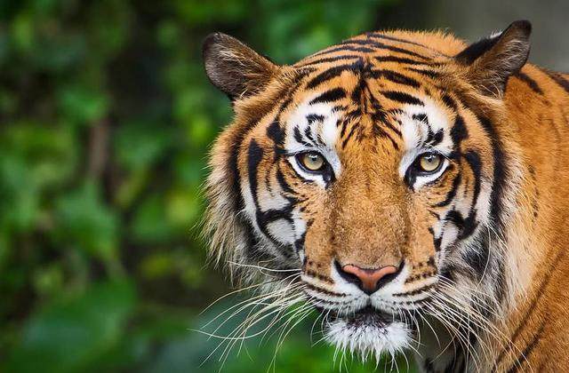 百兽之王老虎怎么打不过棕熊,老虎的克星第一名和第三名的区别