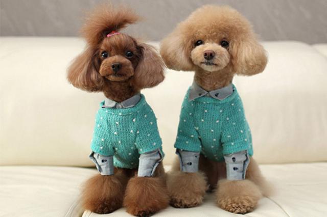 狗狗长到20斤如何停止不再长大,狗狗长到几个月就不长肩高