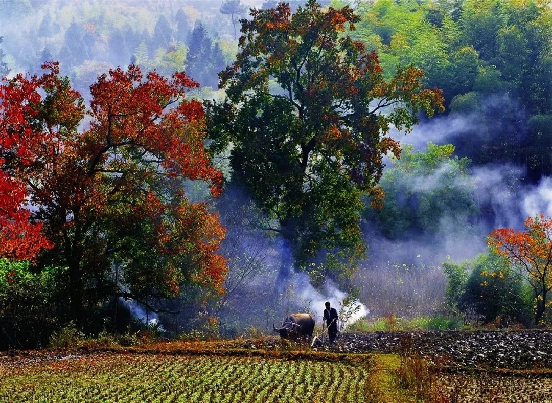 带着狗子旅行推荐,带着狗狗游新疆