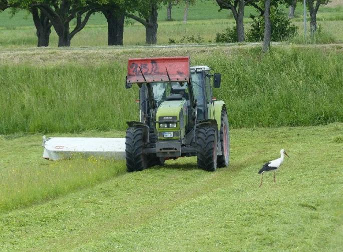 鸟的听觉比人好吗,鸟的嗅觉是人的多少倍