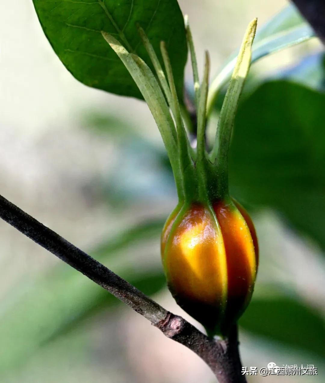 赣州亚马逊电商平台概念,赣州有亚马逊吗