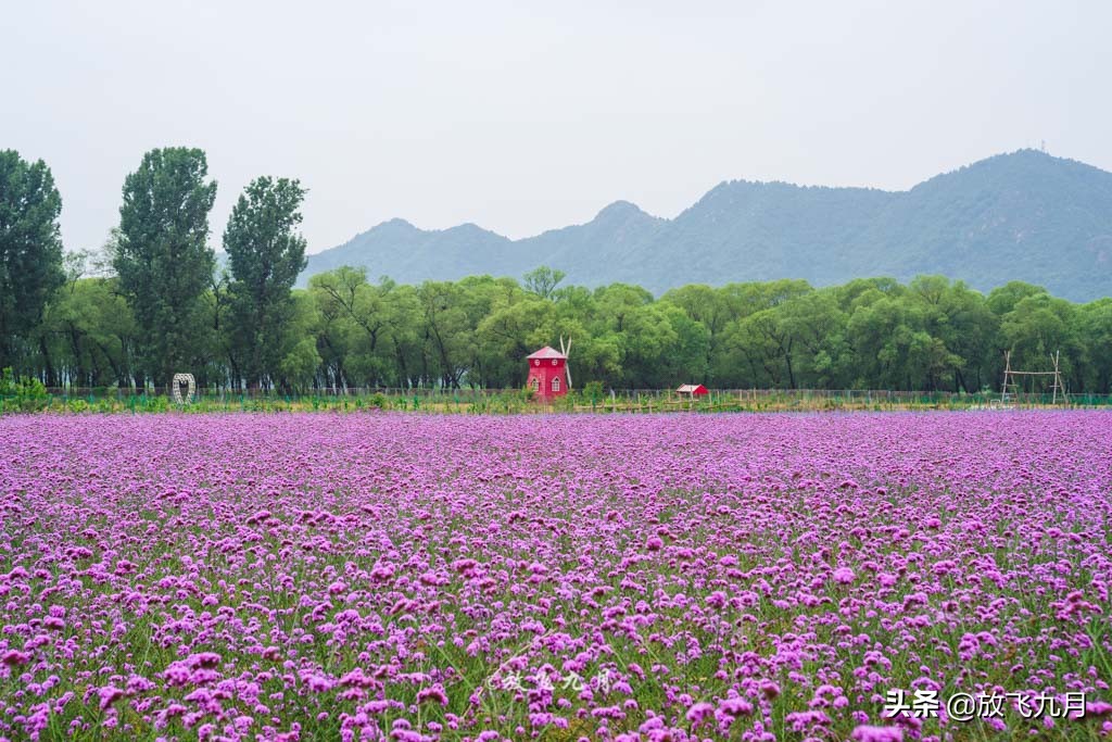 北京哪里有薰衣草花海景点,北京附近的六环外薰衣草花海