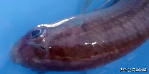 中国斗鱼生虱怎么治疗,锚头蚤寄生虫怎样治疗