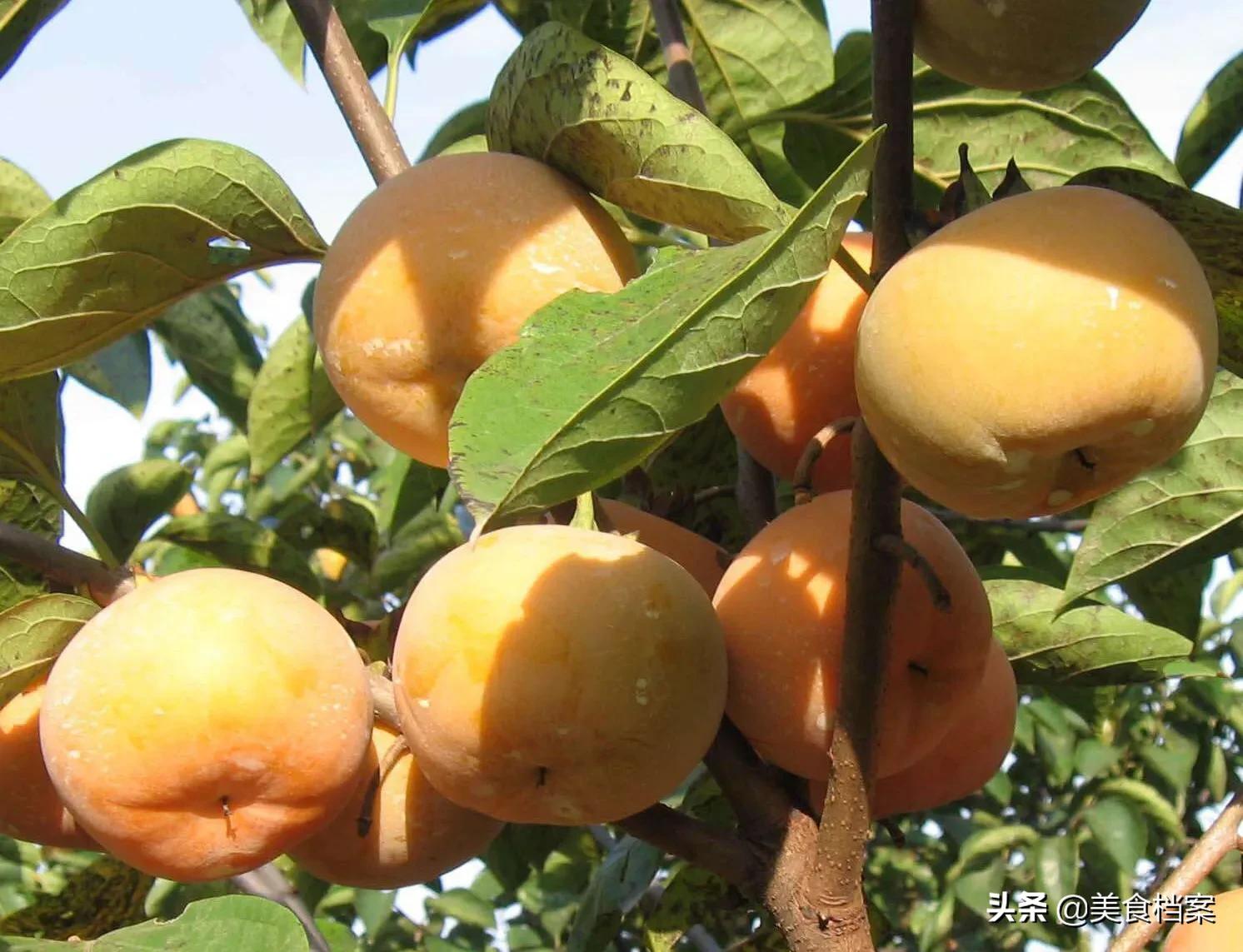 二氧化碳给柿子脱涩柿子会变黑吗,柿子去涩的几种方法