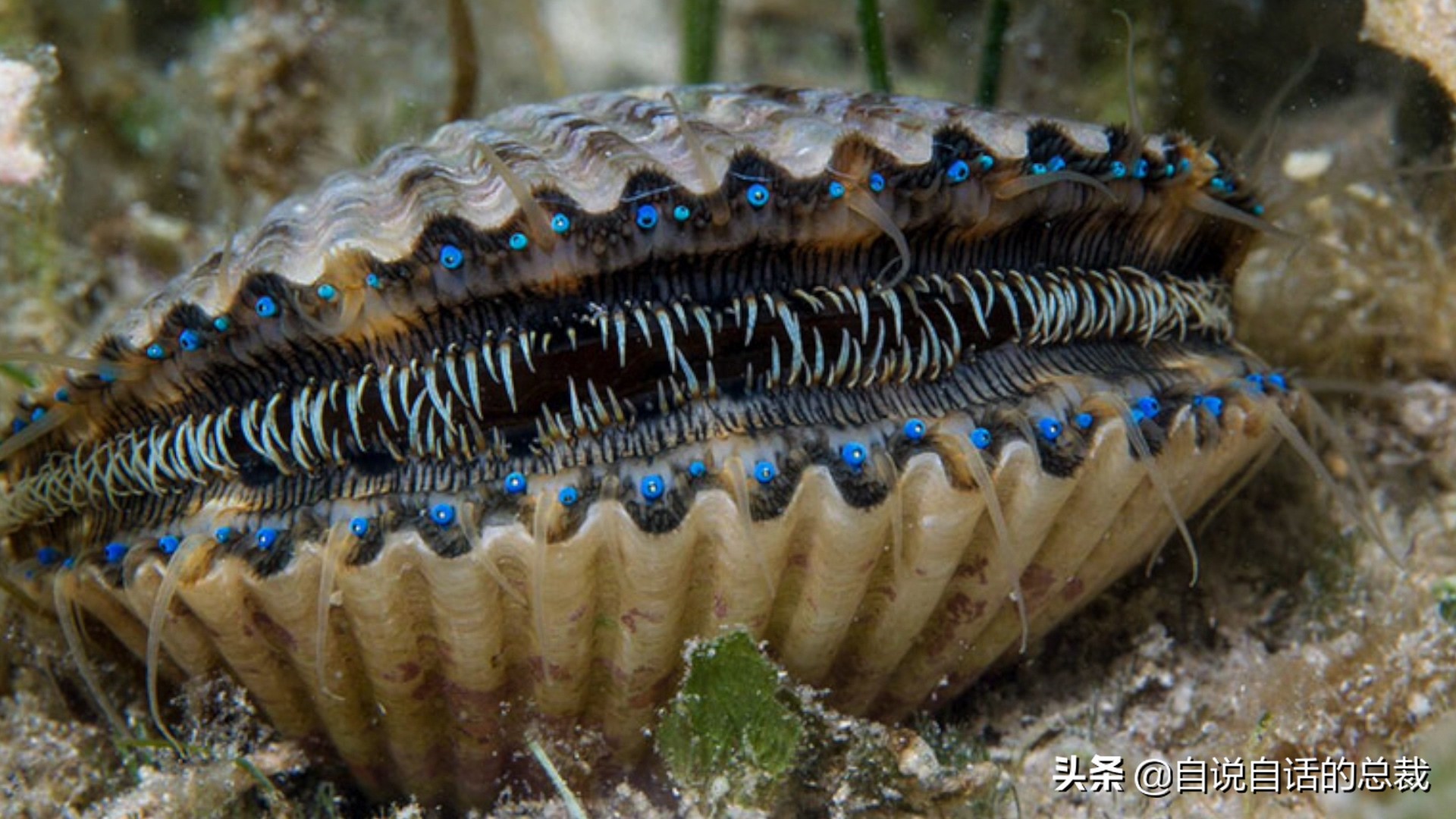 蚬蚌蛏的区别是什么,蚶子蛤蜊蚬子区别