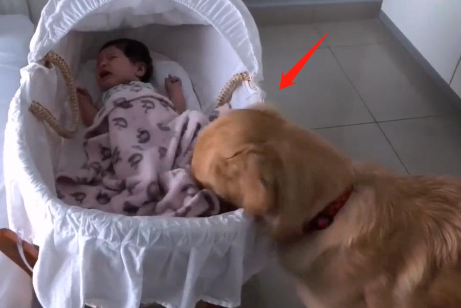 金毛女主人生宝宝,女主人生孩子后宠物的反应