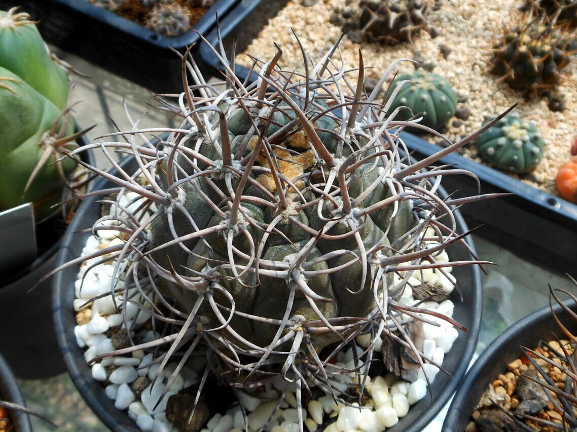 品种大全丨30个仙人球品种图鉴，每个都可爱肉萌到想要全部搬回家