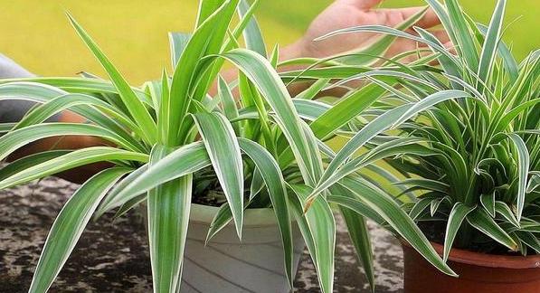 家庭盆栽金边吊兰的养护方法,金边吊兰怎么养才能更旺盛长得快