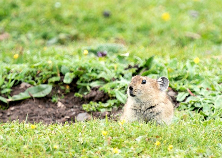他叫辛巴,不是狮子王,8岁穿越12国:最好的教育,永远在路上
