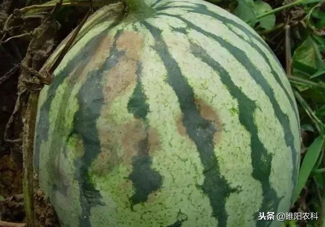 西瓜果腐病,西瓜细菌性果斑病