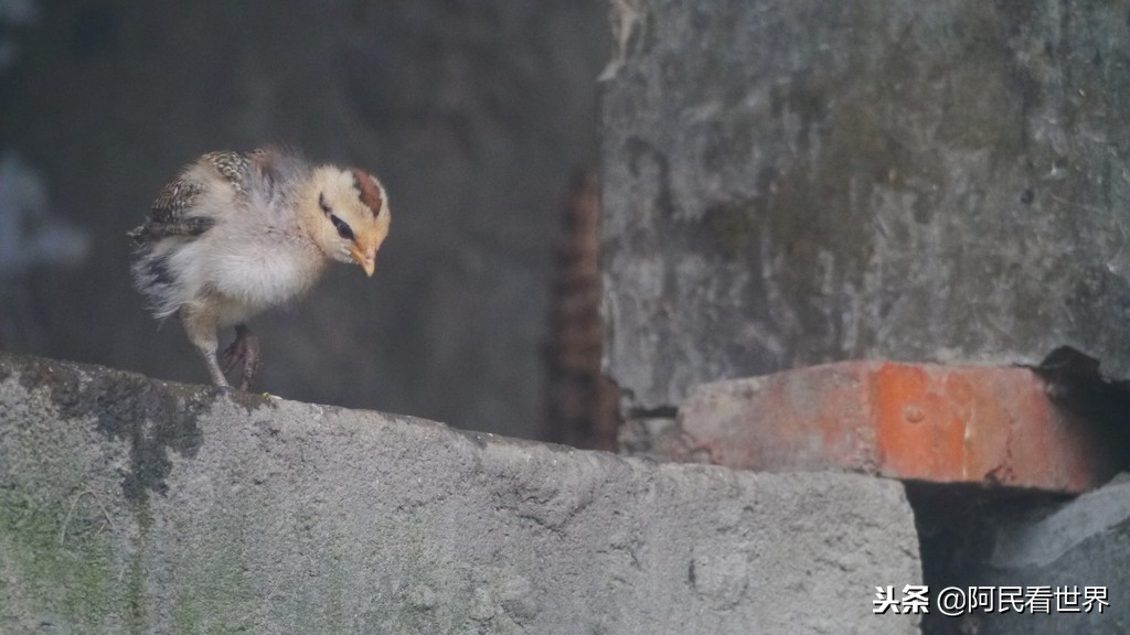 云南普者黑元阳坝美6天旅游攻略,云南建水普者黑旅游路线