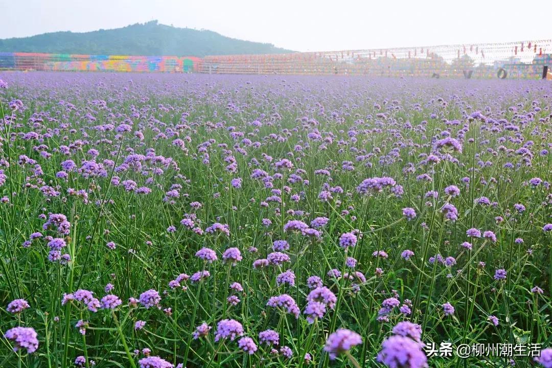 柳州哪里有免费花海,柳州花海紫荆花真实视频