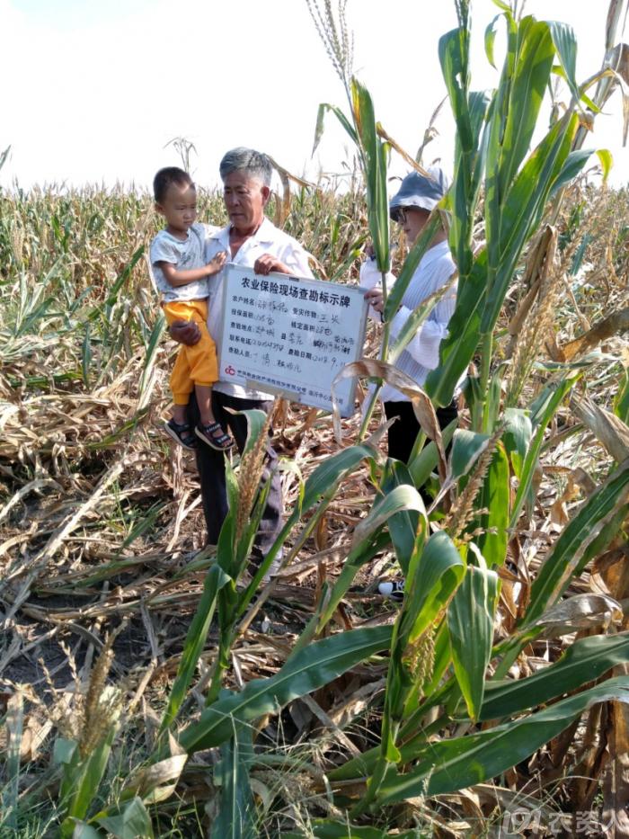 玉米花生种植高产技术,玉米高产高效种植技术
