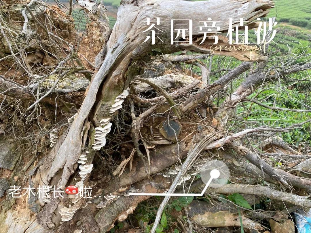 白茶白毫银针好还是纯芽头好,冷泡白茶选白毫银针还是白牡丹