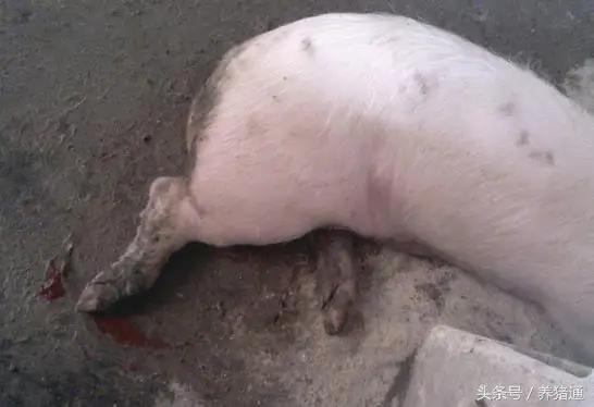 猪场口蹄疫怎么治疗最快,猪场口蹄疫该如何有效防控