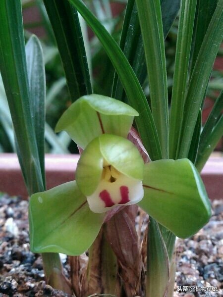 刚上盆的兰花叶子上有小黑点,兰花上盆时黑色的脏东西要清理吗