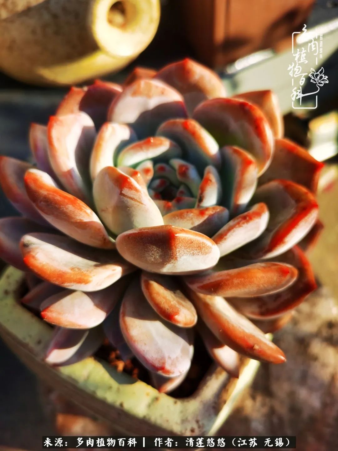 可爱多肉的露脸照,多肉大合照视频