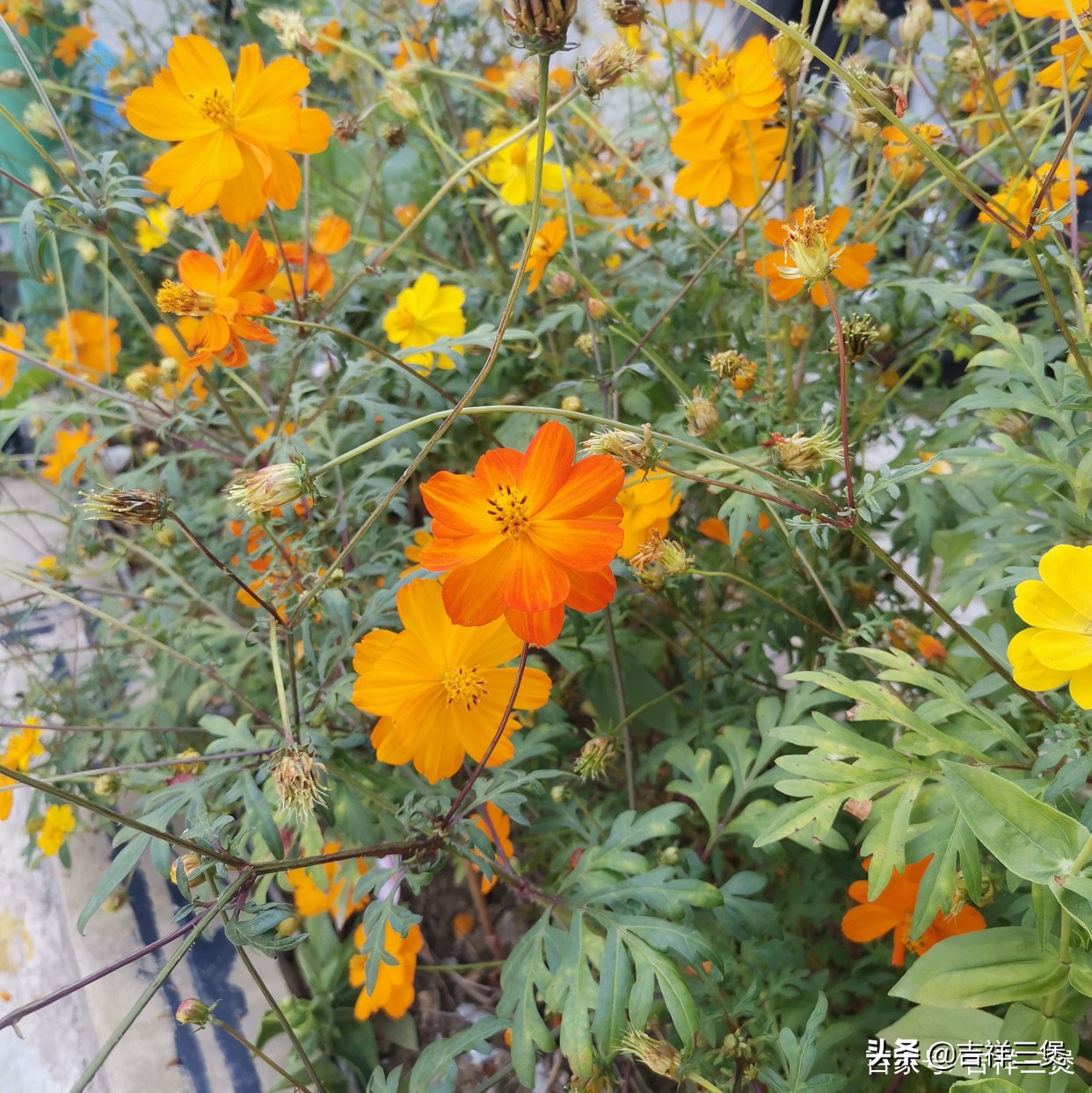 致敬马拉多纳之“穿越千年的竞技”:从古代蹴鞠到现代足球