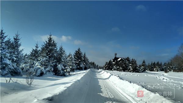 吉林省延边发现紫貂,长白山拍到野生紫貂