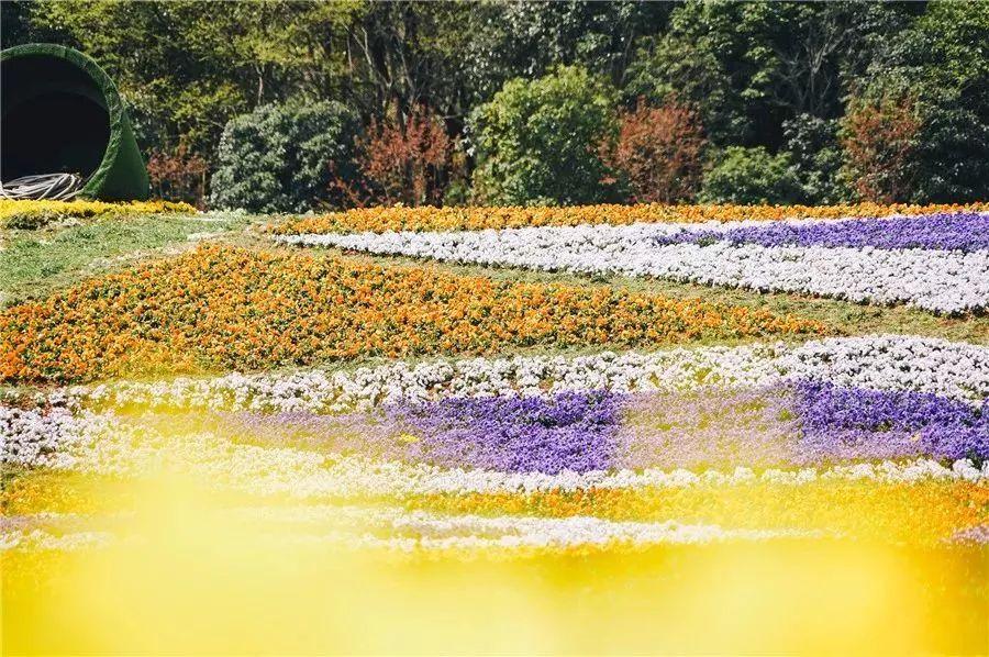 槽糕，是心动的感觉！这个神秘花谷正在悄然绽放！走，去拍照～