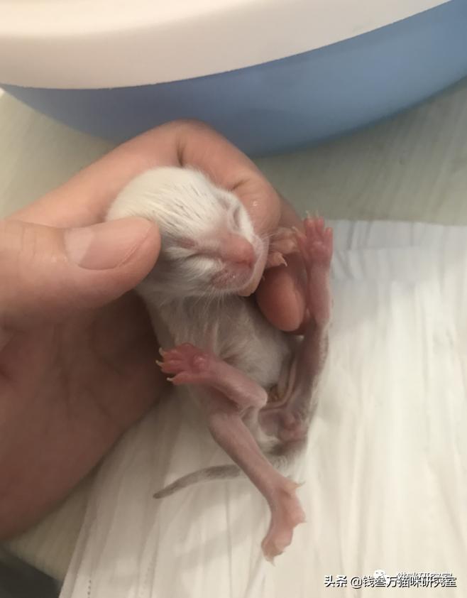 刚生的小猫母猫不在如何照顾,早产没长毛的小猫怎么救活