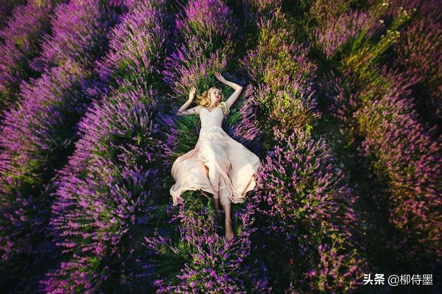 拍摄熏衣草的摄影技巧,薰衣草摄影教程