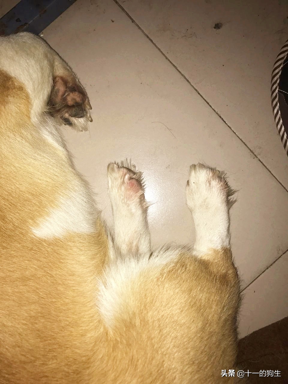 狗的爪子代表什么,关于狗爪的10个小知识