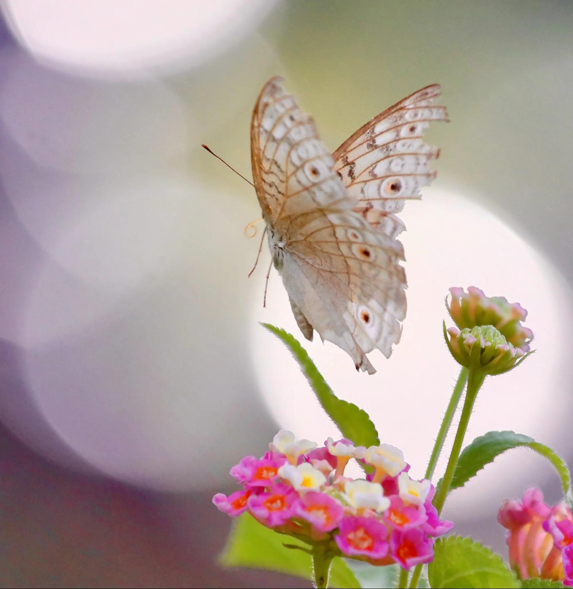 佛教如何欣赏残缺之美,慢慢明白了残缺也是一种美